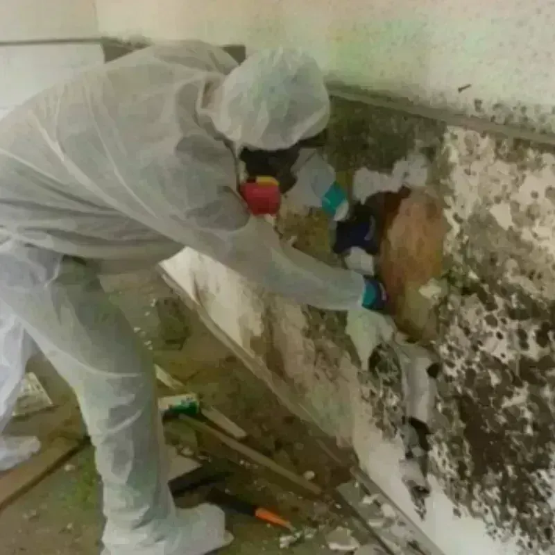 Mold Remediation and Removal in Rugby, ND